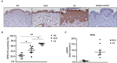 Extracellular Nucleophosmin Is Increased in Psoriasis and Correlates With the Determinants of Cardiovascular Diseases